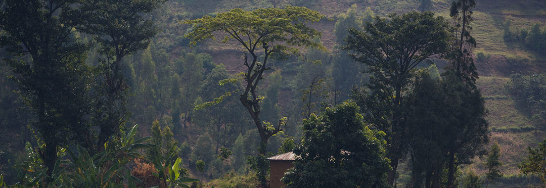 Rwandan hill top