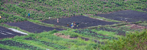 Survivors working in a field